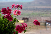 Flora in all of it's beauty